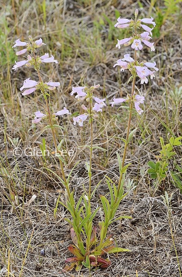 Penstemon gracilis photos Saskatchewan Wildflowers